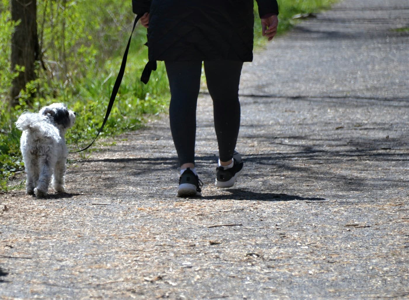 A walker and a small dog on a quiet morning path